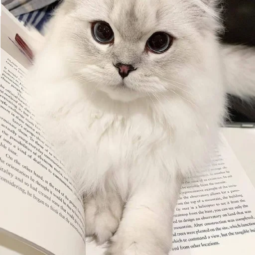 🐈 Стикер «Murk» для Telegram