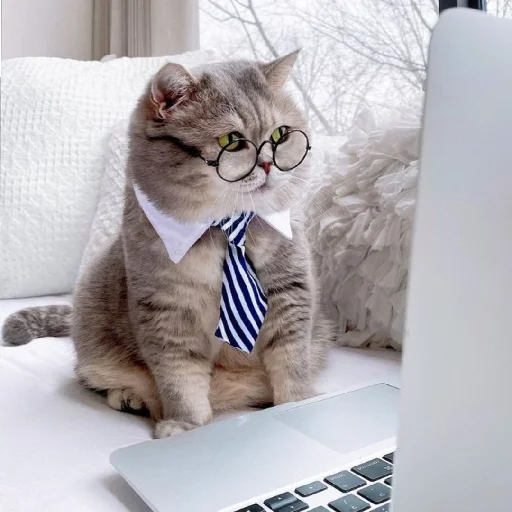 🐈 Стикер «Murk» для Telegram