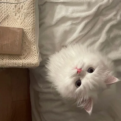 🐈 Стикер «Murk» для Telegram