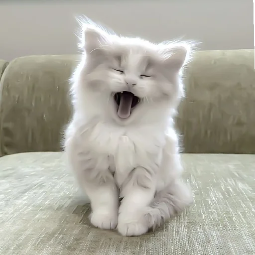 🐈 Стикер «Murk» для Telegram