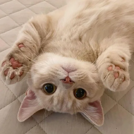 🐈 Стикер «Murk» для Telegram