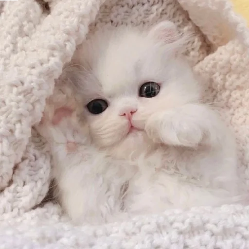 🐈 Стикер «Murk» для Telegram