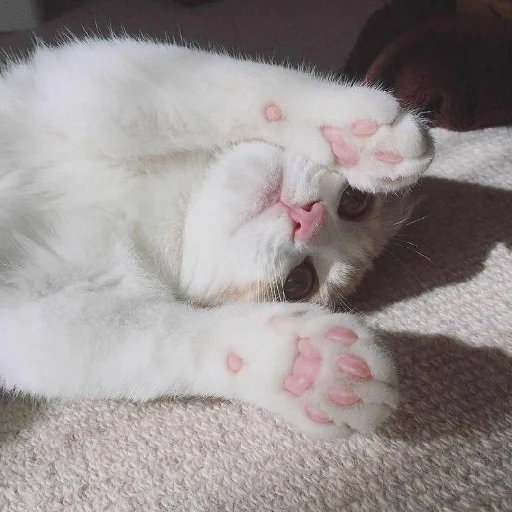 🐈 Стикер «Murk» для Telegram
