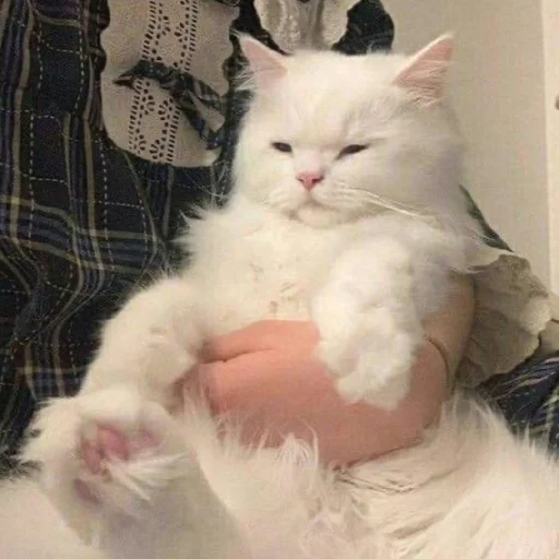 🐈 Стикер «Murk» для Telegram