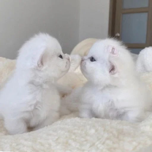 🐈 Стикер «Murk» для Telegram