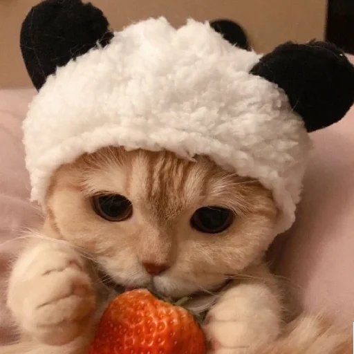 🐈 Стикер «Murk» для Telegram