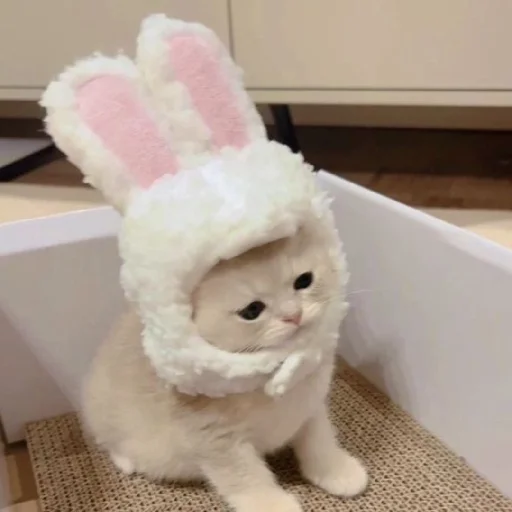 🐈 Стикер «Murk» для Telegram