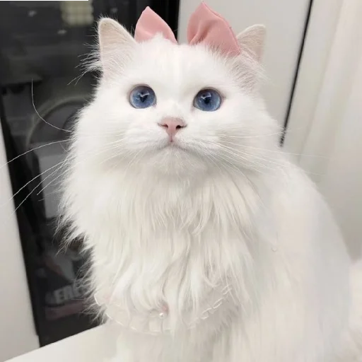 🐈 Стикер «Murk» для Telegram