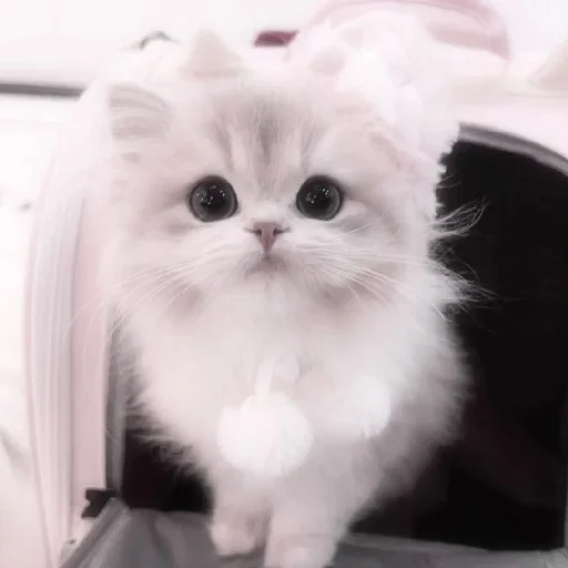 🐈 Стикер «Murk» для Telegram