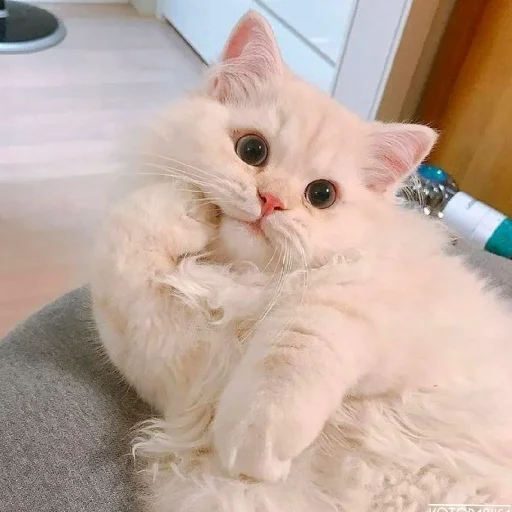 🐈 Стикер «Murk» для Telegram