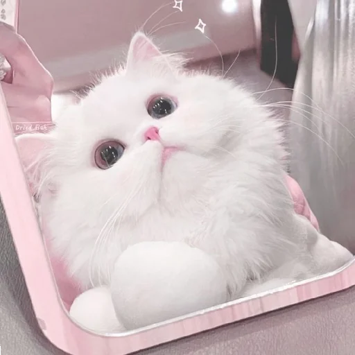 🐈 Стикер «Murk» для Telegram