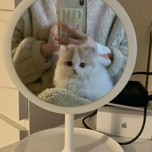 🐈 Стикер «Murk» для Telegram