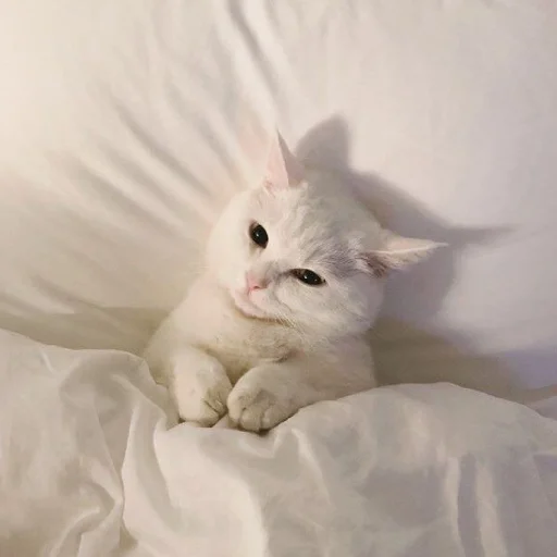 🐈 Стикер «Murk» для Telegram