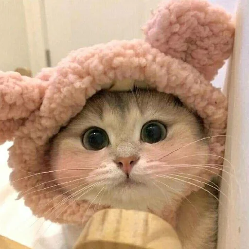 🐈 Стикер «Murk» для Telegram