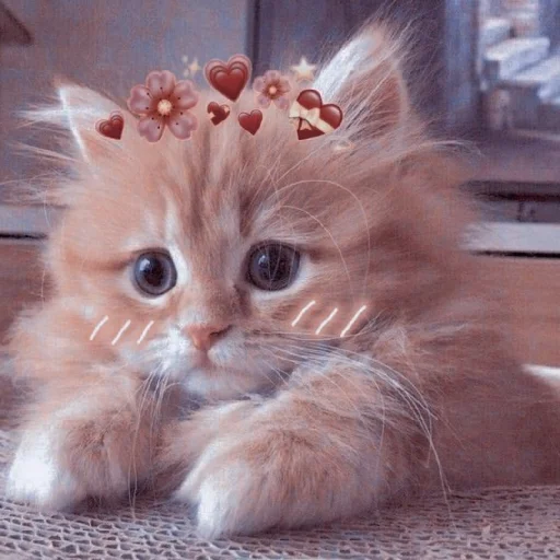 🐈 Стикер «Murk» для Telegram