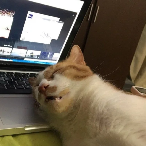 🐈 Стикер «Murk» для Telegram