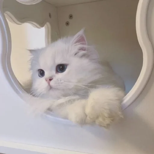 🐈 Стикер «Murk» для Telegram