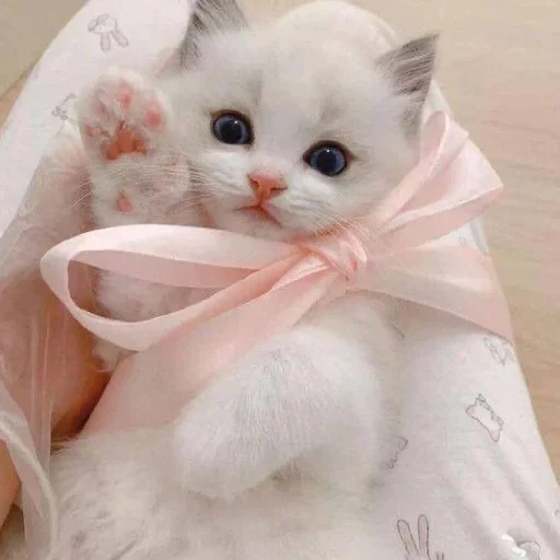 🐈 Стикер «Murk» для Telegram