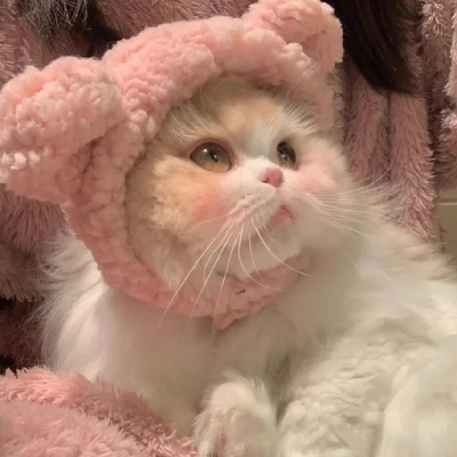 🐈 Стикер «Murk» для Telegram