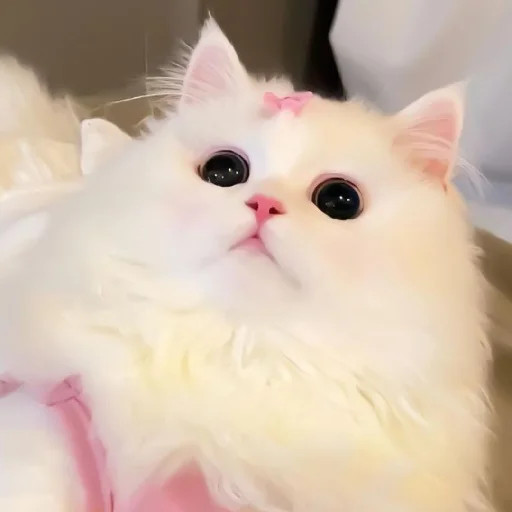 🐈 Стикер «Murk» для Telegram