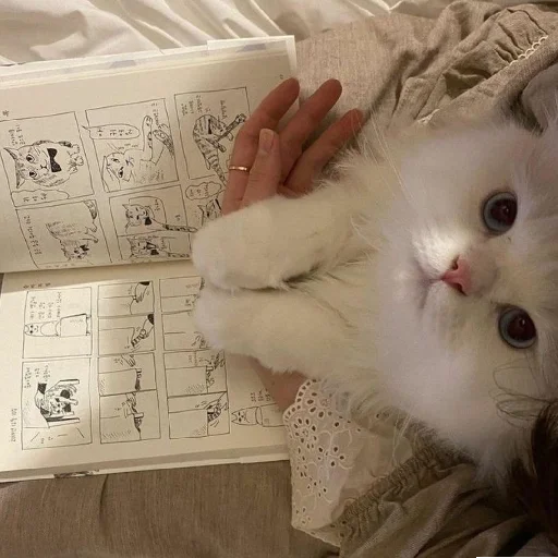 🐈 Стикер «Murk» для Telegram