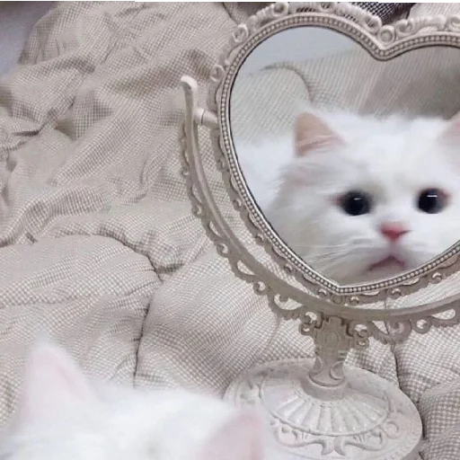 🐈 Стикер «Murk» для Telegram