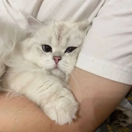 🐈 Стикер «Murk» для Telegram