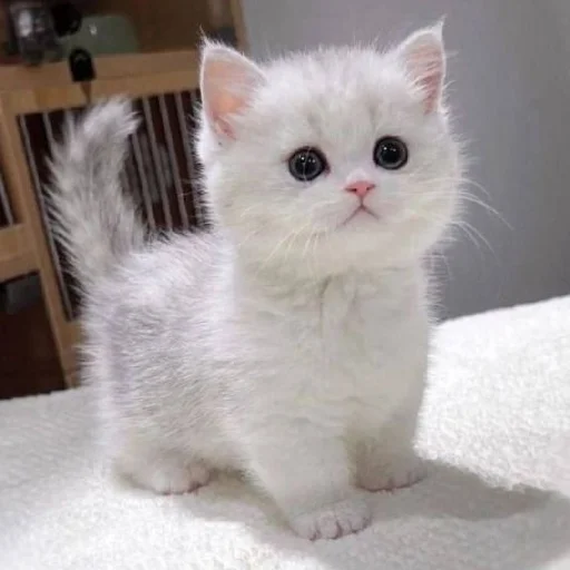 🐈 Стикер «Murk» для Telegram