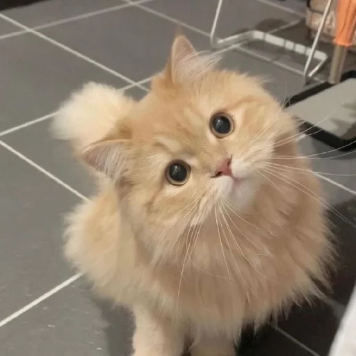 🐈 Стикер «Murk» для Telegram