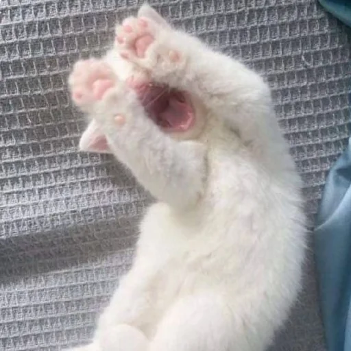 🐈 Стикер «Murk» для Telegram