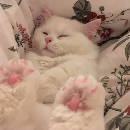 🐈 Стикер «Murk» для Telegram