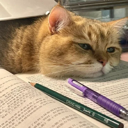 🐈 Стикер «Murk» для Telegram