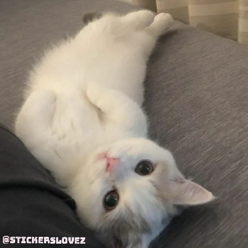 🐈 Стикер «Murk» для Telegram