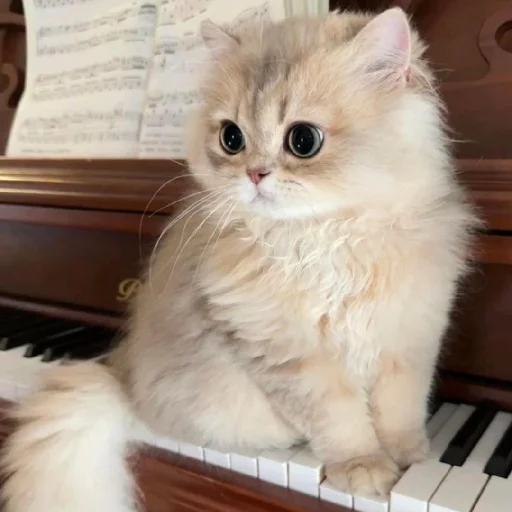 🐈 Стикер «Murk» для Telegram