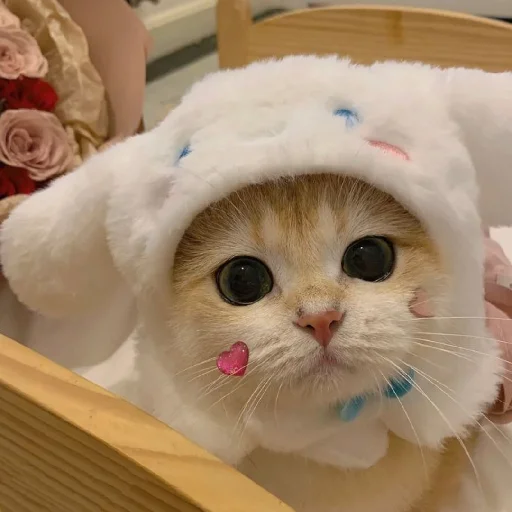 🐈 Стикер «Murk» для Telegram
