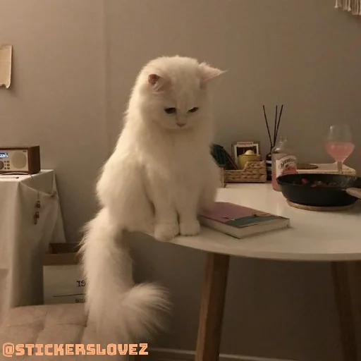🐈 Стикер «Murk» для Telegram