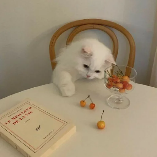 🐈 Стикер «Murk» для Telegram