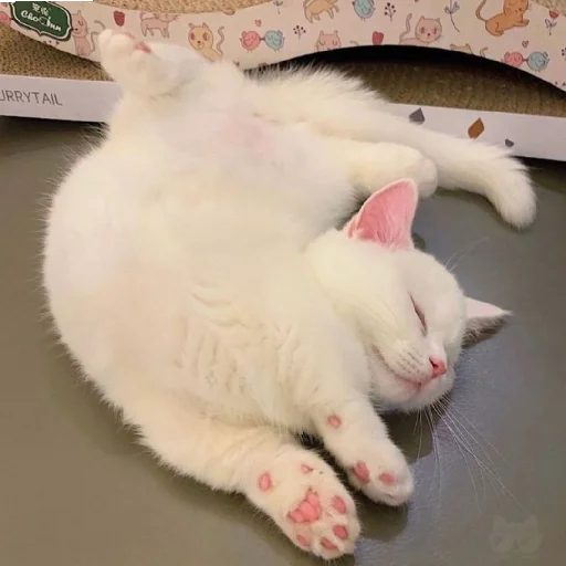 🐈 Стикер «Murk» для Telegram