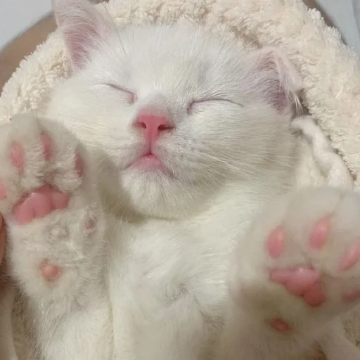 🐈 Стикер «Murk» для Telegram