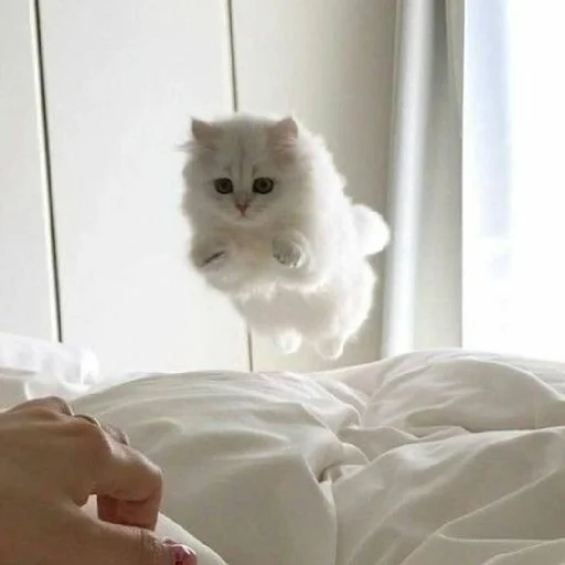 🐈 Стикер «Murk» для Telegram