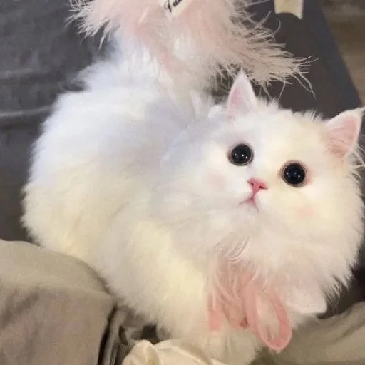 🐈 Стикер «Murk» для Telegram