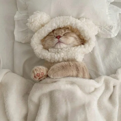 🐈 Стикер «Murk» для Telegram