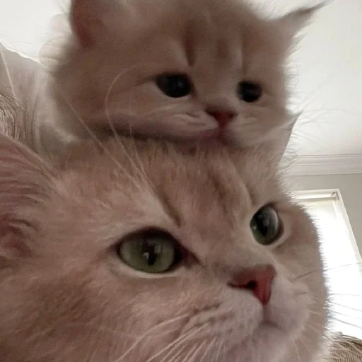 🐈 Стикер «Murk» для Telegram