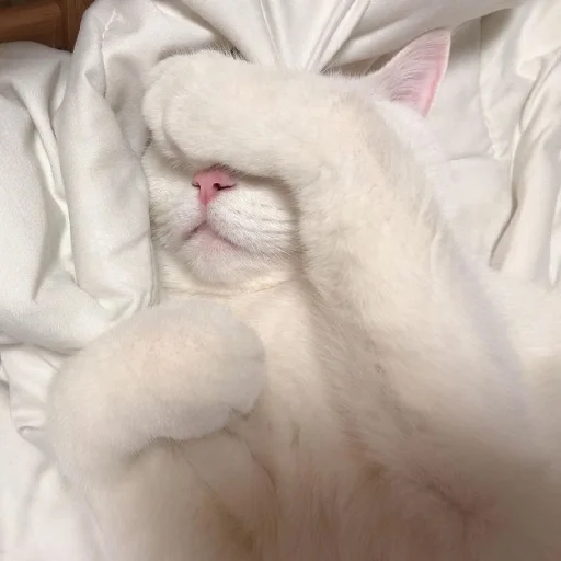 🐈 Стикер «Murk» для Telegram