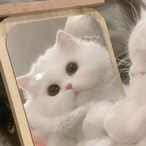 🐈 Стикер «Murk» для Telegram
