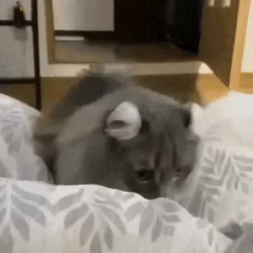🐾 Стикер «*mew*mew*» для Telegram