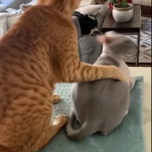 🫂 Стикер «*mew*mew*» для Telegram