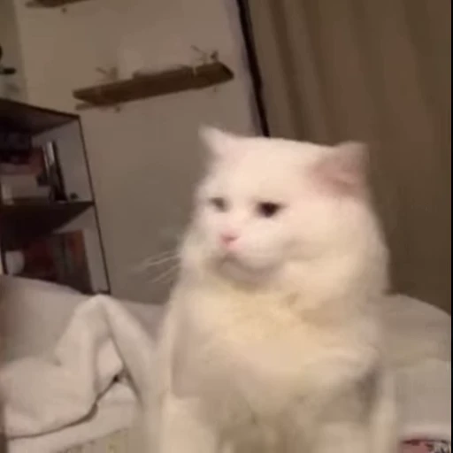 🐾 Стикер «*mew*mew*» для Telegram