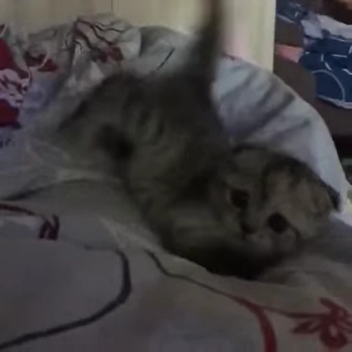 🐱 Стикер «*mew*mew*» для Telegram