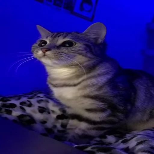 🐾 Стикер «*mew*mew*» для Telegram